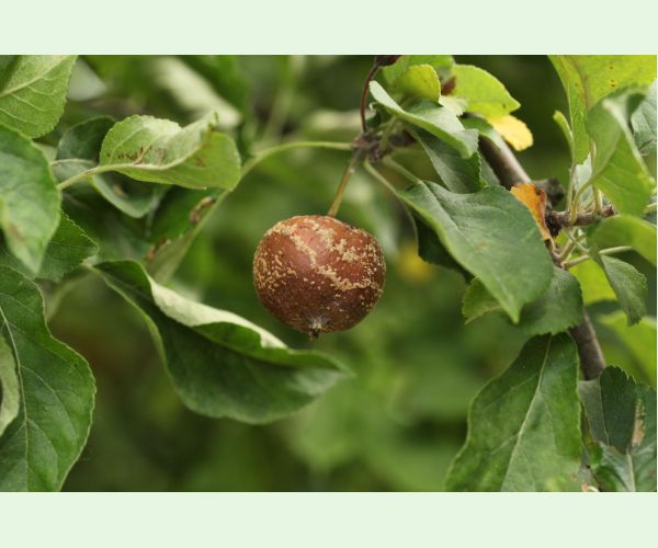 Moníliová hniloba jadrovín