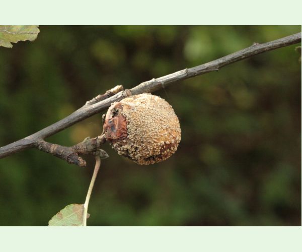 Moníliová hniloba jadrovín