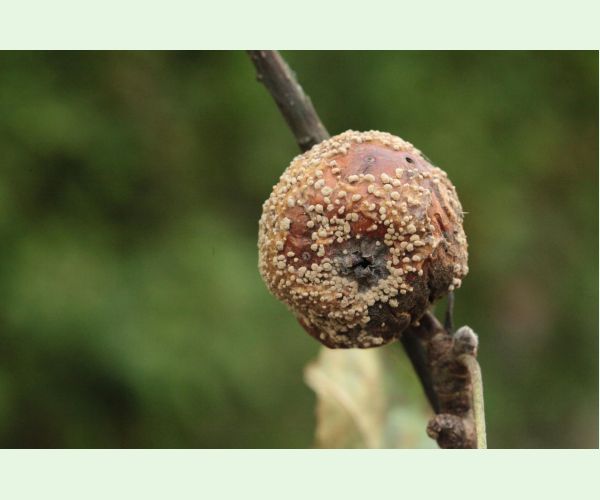 Moníliová hniloba jadrovín