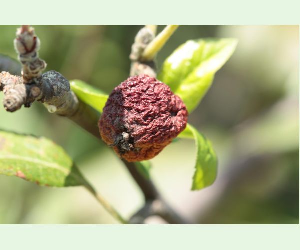 Moníliová hniloba jadrovín