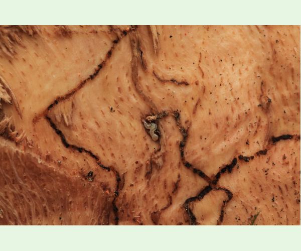 Krasoň dvojškvrnný