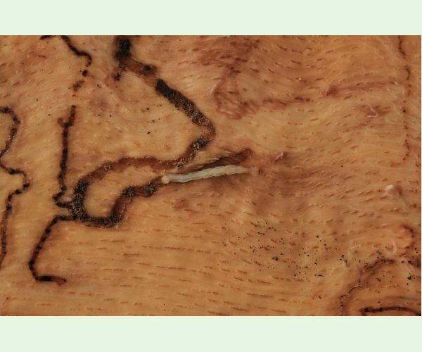 Krasoň dvojškvrnný