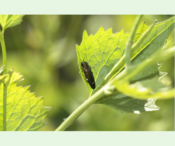 Krasoň dvojškvrnný