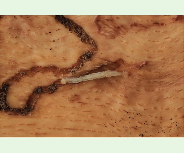 Krasoň dvojškvrnný