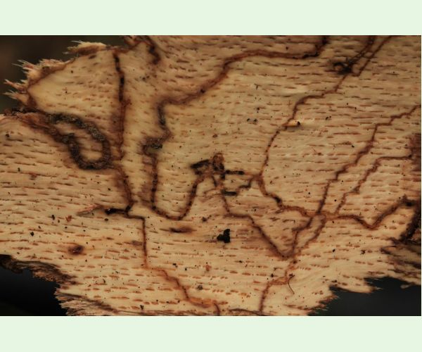 Krasoň dvojškvrnný