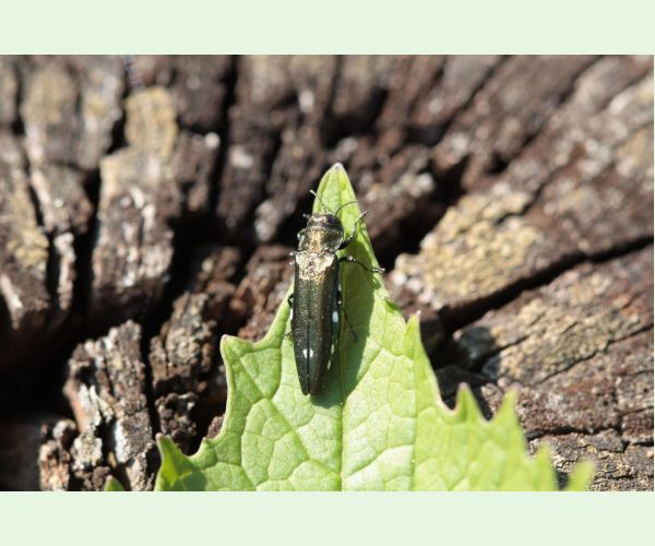 Krasoň dvojškvrnný