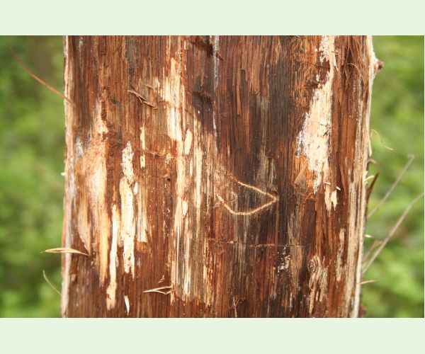 Krasoň dvojškvrnný