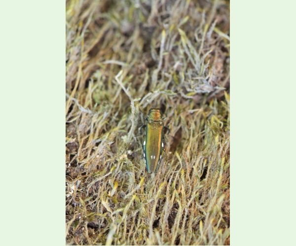 Krasoň dvojškvrnný