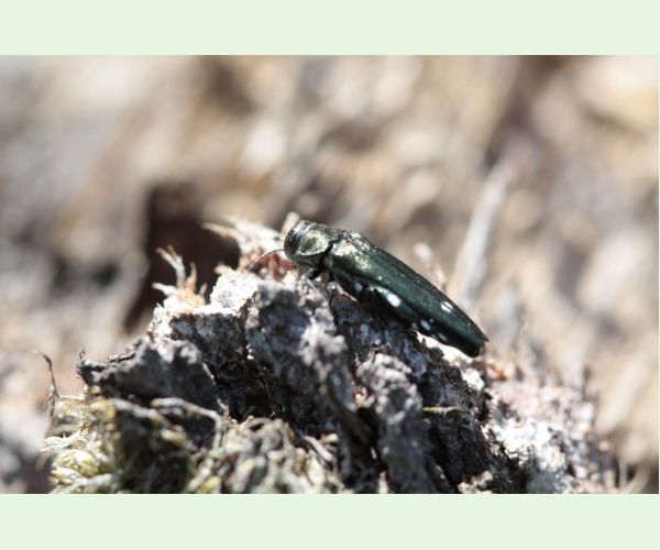 Krasoň dvojškvrnný