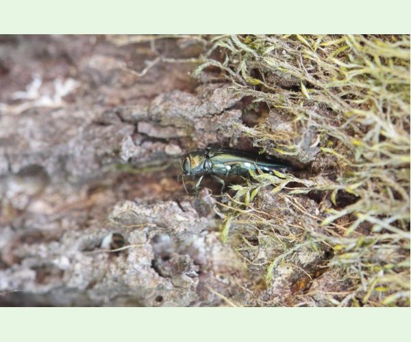 Krasoň dvojškvrnný