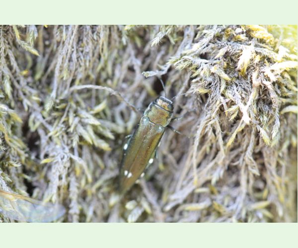 Krasoň dvojškvrnný