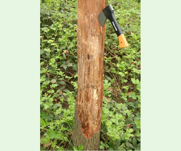 Krasoň dvojškvrnný