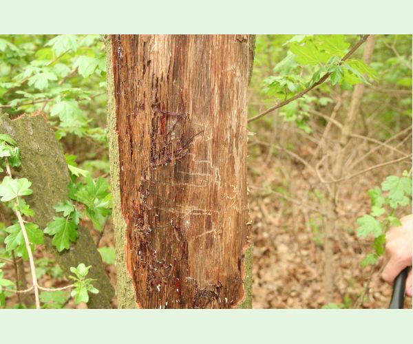 Krasoň dvojškvrnný