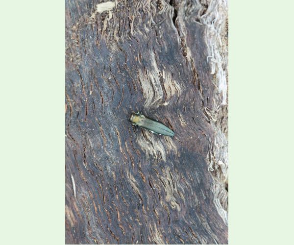 Krasoň dvojškvrnný