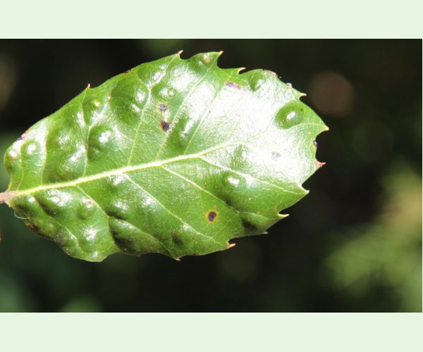 Roztoč Aceria ilicis