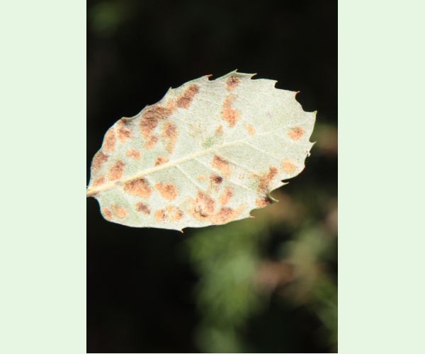 Roztoč Aceria ilicis