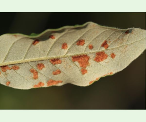 Roztoč Aceria ilicis