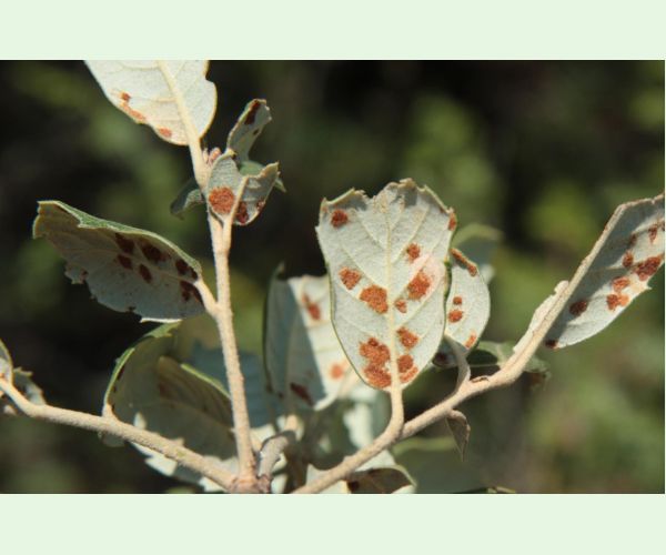 Roztoč Aceria ilicis