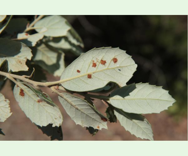 Roztoč Aceria ilicis