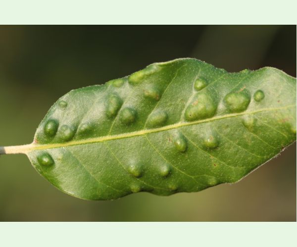 Roztoč Aceria ilicis