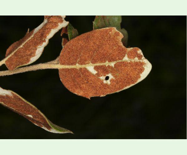 Roztoč Aceria ilicis