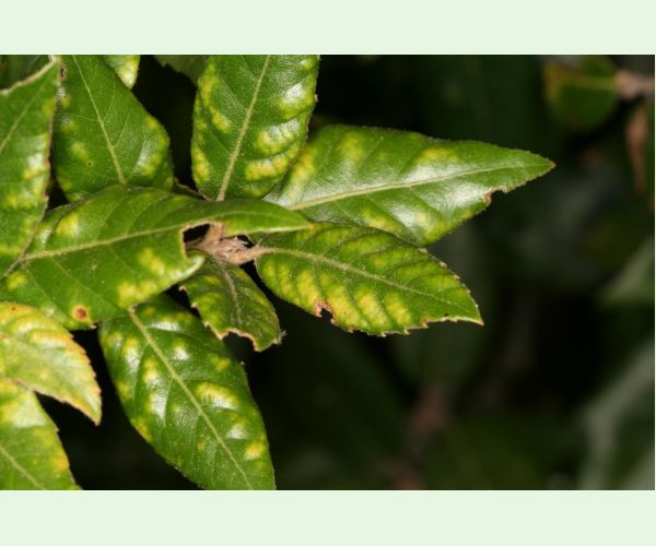 Roztoč Aceria ilicis