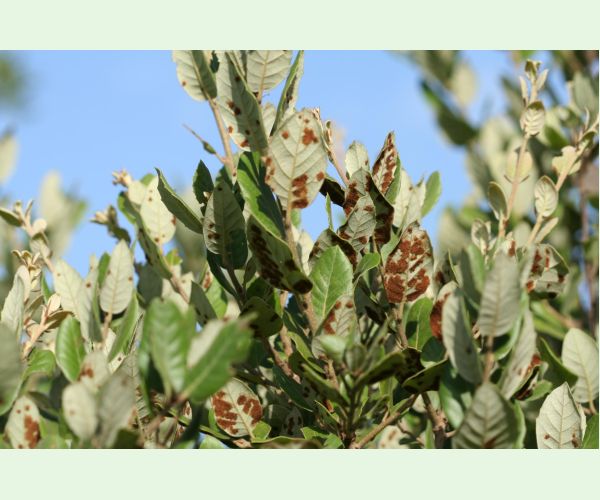 Roztoč Aceria ilicis