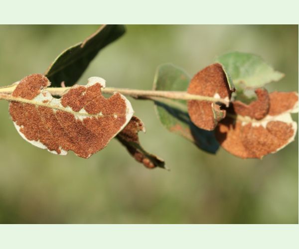 Roztoč Aceria ilicis