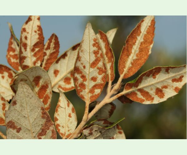 Roztoč Aceria ilicis