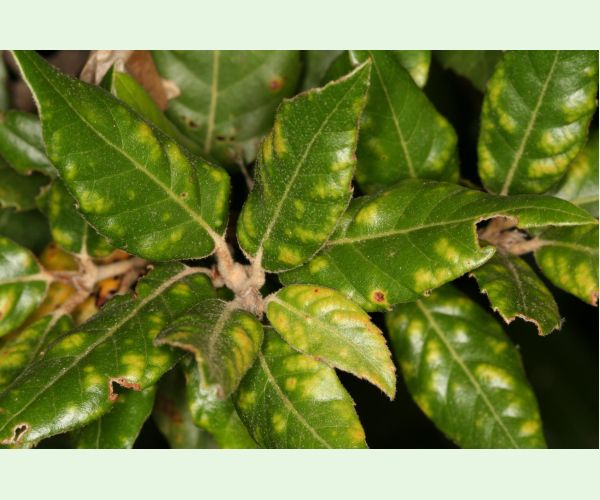 Roztoč Aceria ilicis