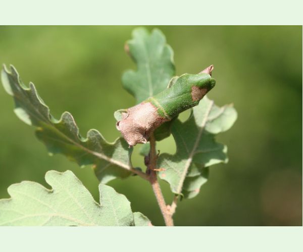 Obaľovač Archips xylosteana