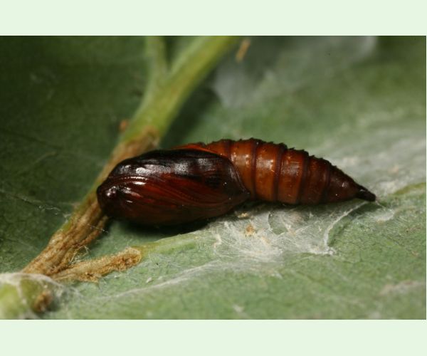 Obaľovač Archips xylosteana