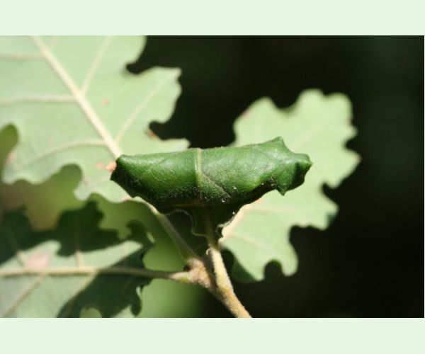 Obaľovač Archips xylosteana