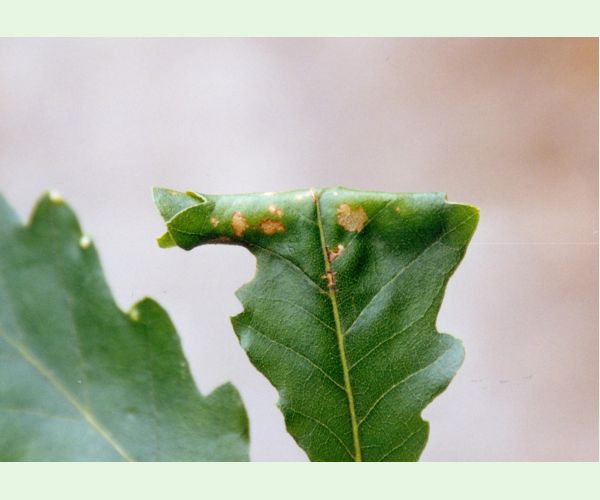 Obaľovač Archips xylosteana