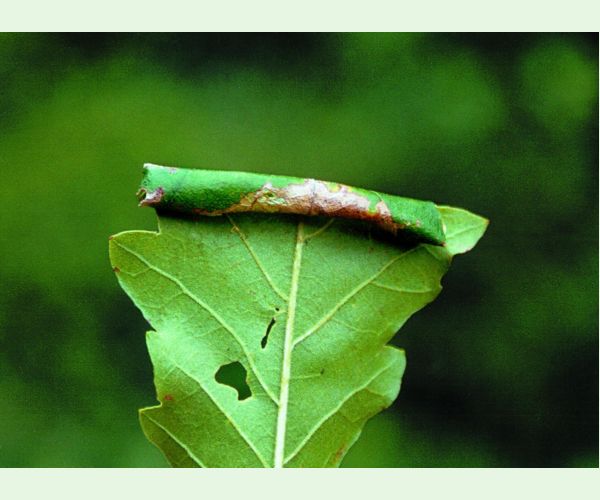 Obaľovač Archips xylosteana