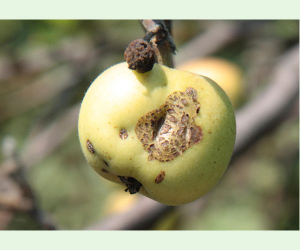 Chrastavitosť jabloní