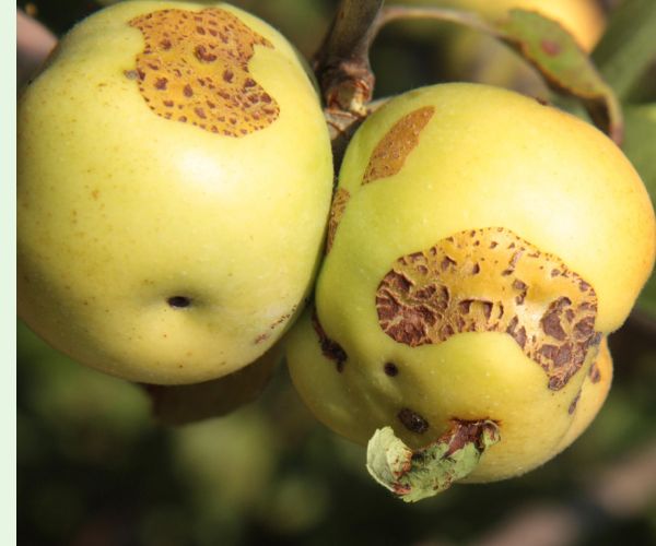 Chrastavitosť jabloní