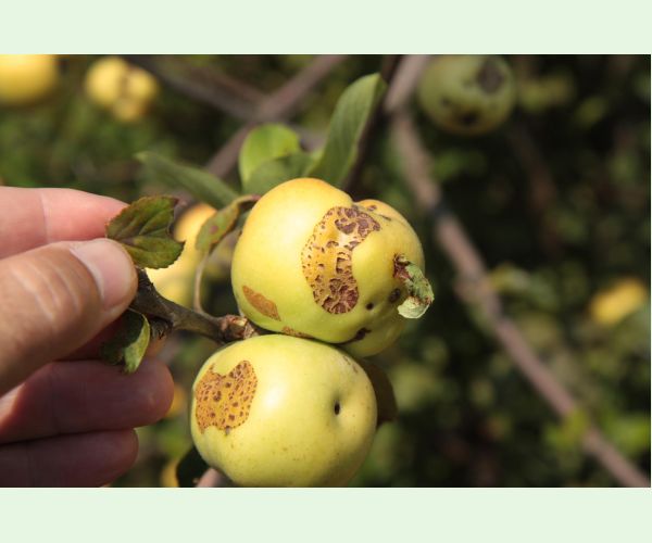 Chrastavitosť jabloní