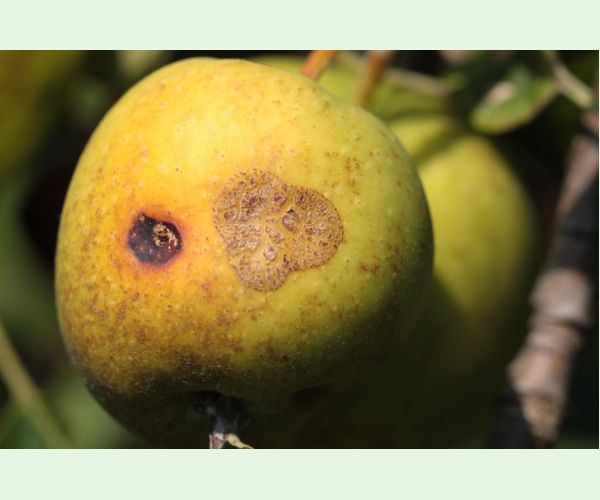 Chrastavitosť jabloní