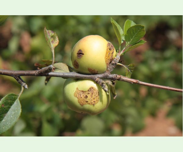 Chrastavitosť jabloní