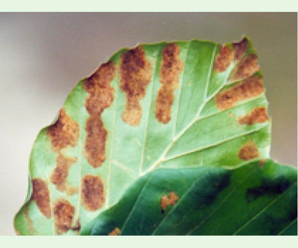 Roztoč Aceria nervisequa faginea