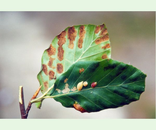 Roztoč Aceria nervisequa faginea