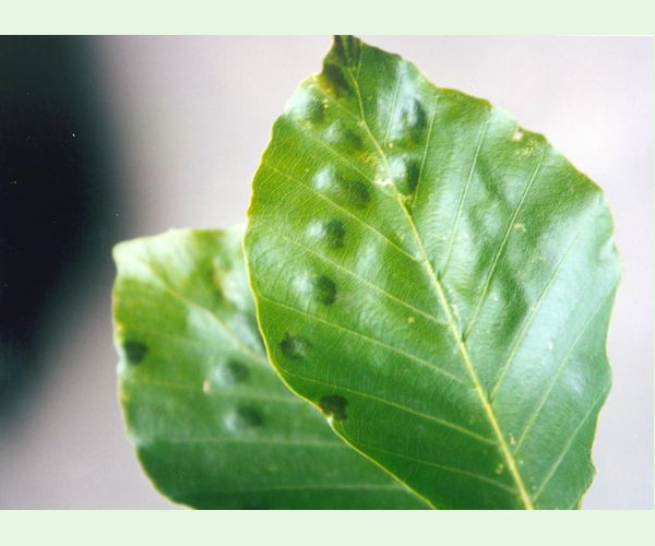 Roztoč Aceria nervisequa faginea