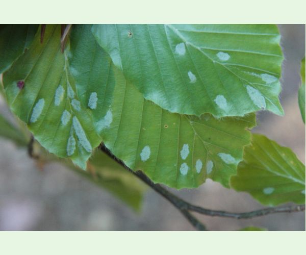 Roztoč Aceria nervisequa faginea