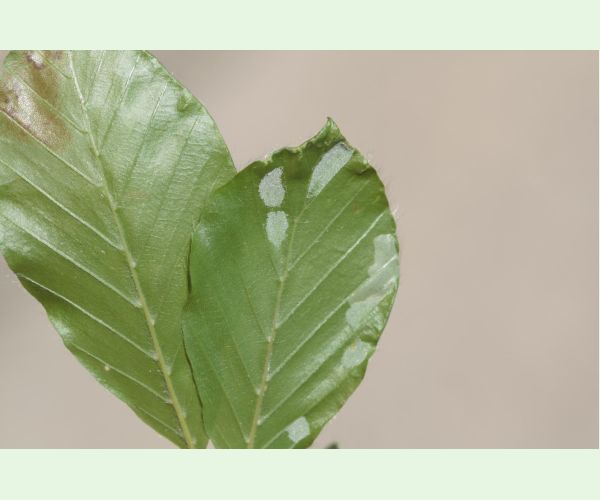 Roztoč Aceria nervisequa faginea