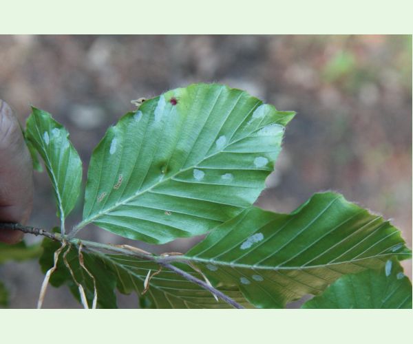 Roztoč Aceria nervisequa faginea