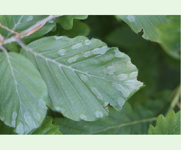 Roztoč Aceria nervisequa faginea