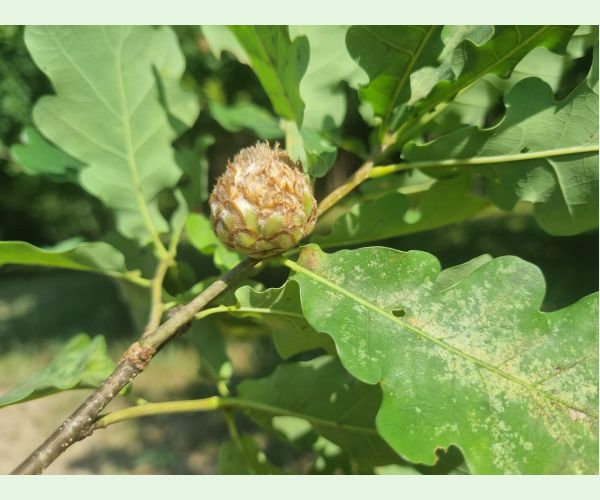 Hrčiarka Andricus foecundatrix