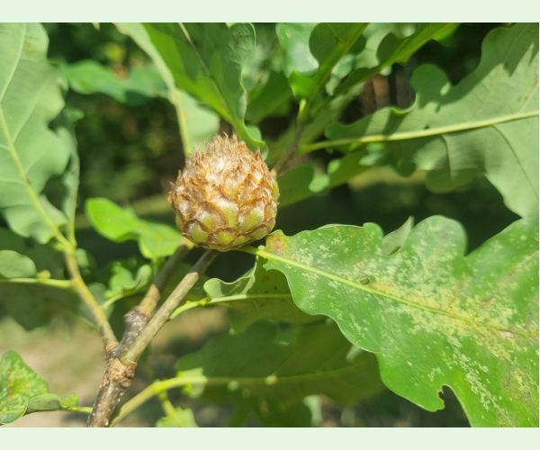 Hrčiarka Andricus foecundatrix