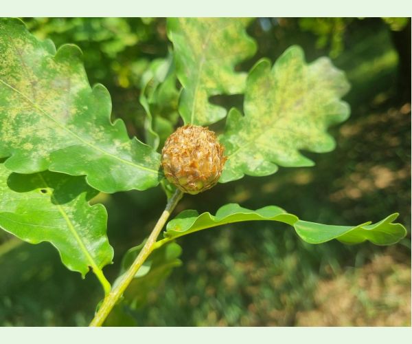 Hrčiarka Andricus foecundatrix